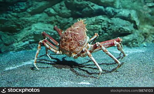 Giant Japanese spider crab - Macrocheira kaempferi