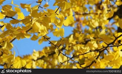 Ginkgo Biloba Tree, close up - autumn scene
