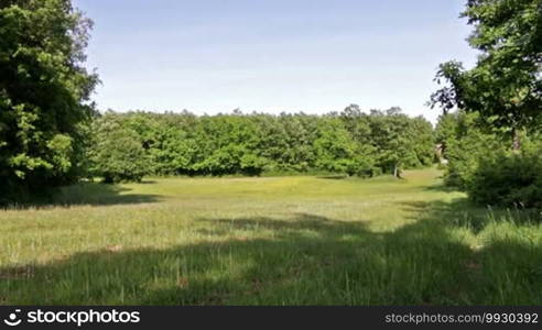 Glade in the spring forest with oak trees