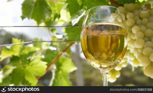 Glass of white wine and bunch of Muscat white grapes, tracking shot