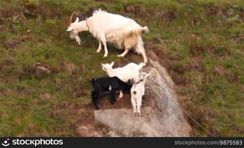 Goat family - mom and three merry goats