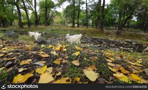 Goats graze at autumn park. Wide Angle, Surface Level