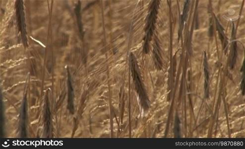 Grain field in midsummer