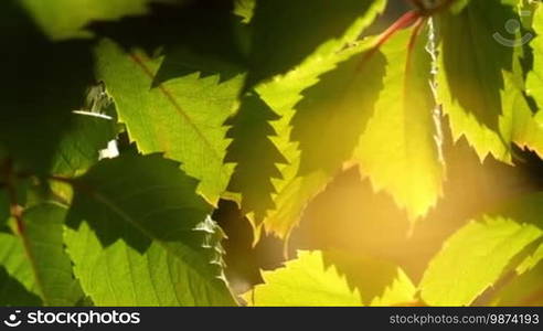 Grape leaves background. Macro closeup.