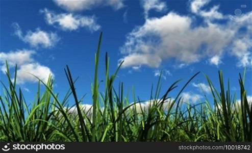 Grass blows in the breeze with white clouds passing by in the sky.