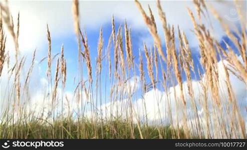 Grass, ears, and sky with clouds. Low angle with shallow depth of field.