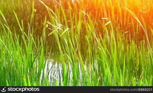 Grass in the swamp in the morning light.