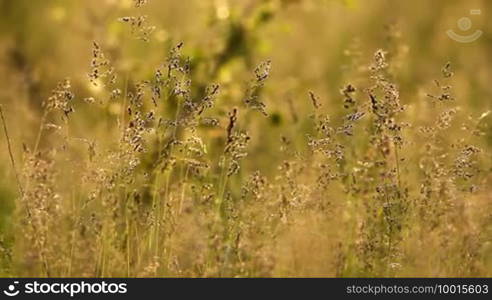 Grass landscape in the wonderful sunset light