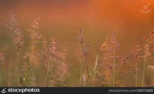 Grass landscape in the wonderful sunset light