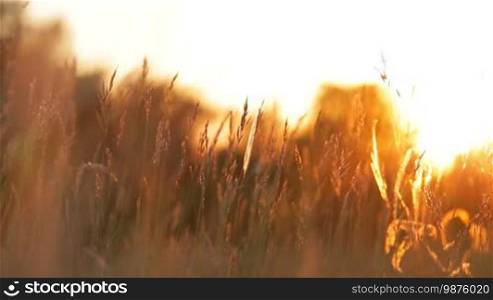 Grass landscape in the wonderful sunset light