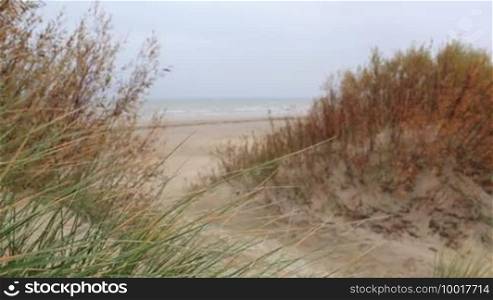 Grass on the Baltic Sea coast. Windy weather. Medium shot.