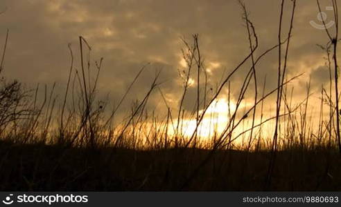 Grass silhouette on a sunset.