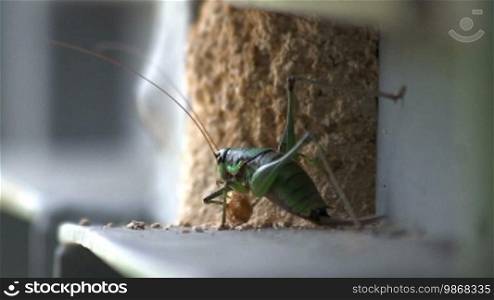 Grasshopper eating grain