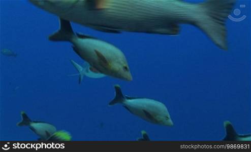 Graue Riffhaie (Carcharhinus amblyrhynchos) swim in the sea