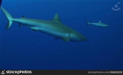 Graue Riffhaie, grey reef sharks (Carcharhinus amblyrhynchos)