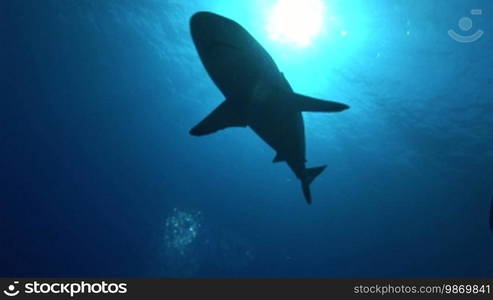 Grauer Riffhai (Carcharhinus amblyrhynchos) swims in the sea, with the sun in the background.