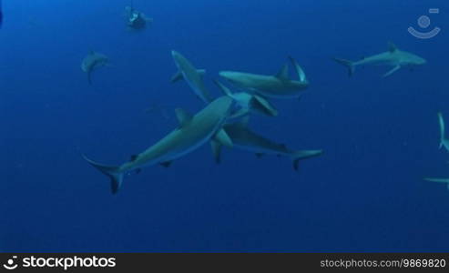 Grauer Riffhaie (Carcharhinus amblyrhynchos) wurden mit Futterbox gelockt.