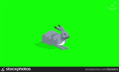 Gray Hare Lying. Animated footage isolated on green background.
