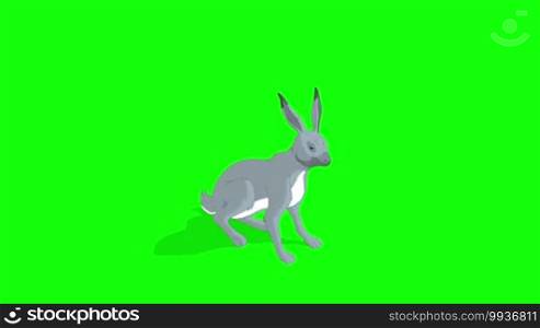 Gray Hare Sitting. Animated footage isolated on green background.