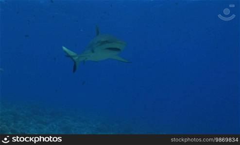 Gray reef shark (Carcharhinus amblyrhynchos) swims in the sea
