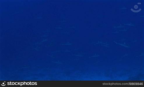 Gray reef sharks (Carcharhinus amblyrhynchos) swim in the sea