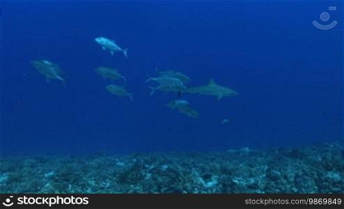 Gray reef sharks (Carcharhinus amblyrhynchos) swim in the sea