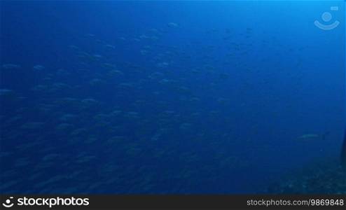 Gray reef sharks (Carcharhinus amblyrhynchos) swim in the sea among a school of fish