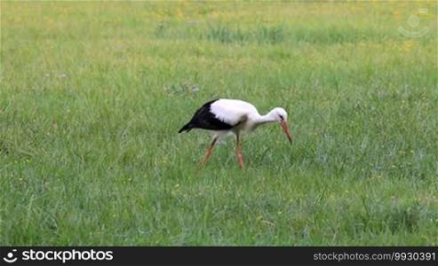 Great stork foraging in a wet meadow