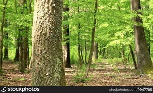 Green forest with oak trees