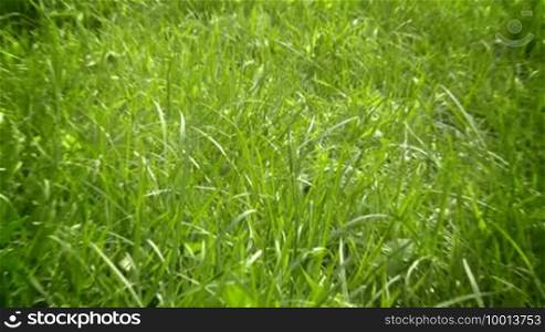 Green grass zoom in