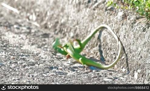 Green lizards fighting for a territory