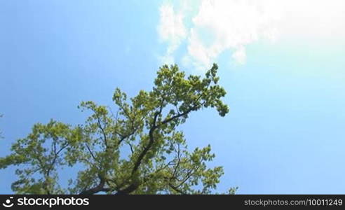 Green oak tree in spring