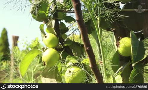 Green Organic Apple Tree In The Garden