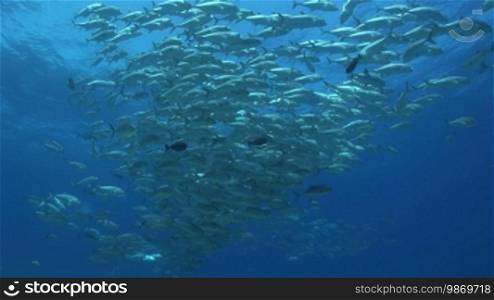 Gross swarm of jack blue, Blauflossen Makrelen, Caranx melampygus, in the sea
