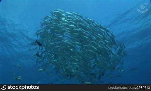 Gross swarm of jack blue, bluefin trevally, Caranx melampygus, in the sea