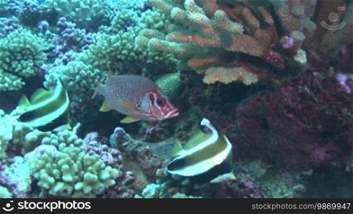 Großdorn-Husarenfisch oder auch Riesenhusar (Sargocentron spiniferum) am Korallenriff.