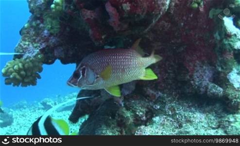 Großdorn-Husarenfisch oder auch Riesenhusar (Sargocentron spiniferum) am Korallenriff.