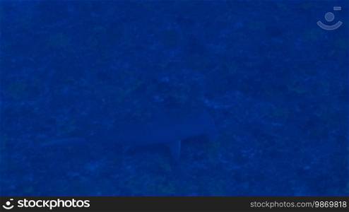 Großer Hammerhai, great hammerhead shark, in the sea
