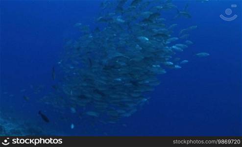 Grosser Schwarm von jack blue, Blauflossen Makrelen, Caranx melampygus, im Meer