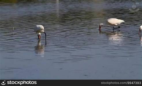 Group of spoonbill birds looking for food