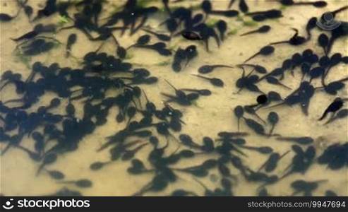 Group of young tadpoles