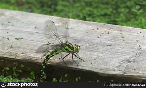 Grün/schwarze Libelle sitzt auf einem Holzbrett in einem Teich/Gewässer voll mit grünen kleinen Blättchen, angelt mit ihrem Schwanz im Teich nach den Blättchen und fliegt dann weg.