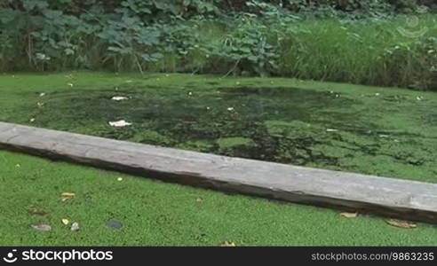 Grün/schwarze Libelle sitzt auf einem Holzbrett in einem Teich/Gewässer voll mit grünen kleinen Blättchen, angelt mit ihrem Schwanz im Teich nach den Blättchen und fliegt dann über eine grüne Wiese und den Teich weg.