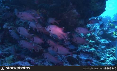 Gruppe von Soldatenfischen (Myripristis jacobus), soldierfish am Korallenriff.
Formatted (Translated):
Group of soldierfish (Myripristis jacobus), soldierfish on the coral reef.