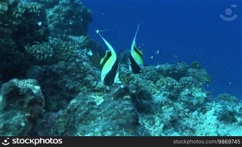Halfterfisch, Zanclus cornutus, Moorish idols at the coral reef