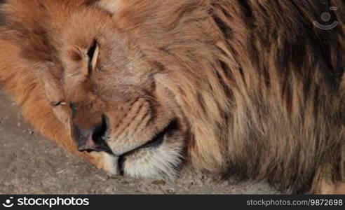 Head of a sleeping lion