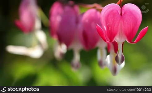 Heart-shaped flowers