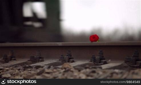 Heavy freight train crushes fragile red rose on the rail