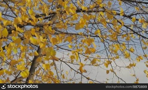 Herbstlich gefärbter Baum im Wind.