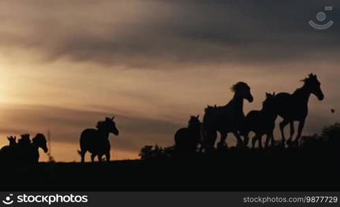 Herd of wild horses moving through the yellow hills, during pink sunset. Wild animals, wild places, running stallions